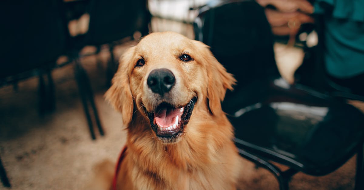 Wait for level up or evolve my Pokemon? [duplicate] - Short-coated Tan Dog