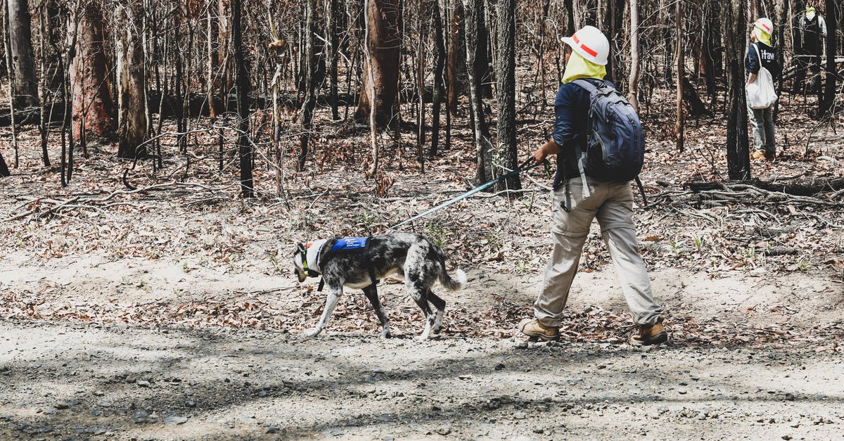 Walking Dead Fullscreen Second Monitor - Person Walking With a Rescue Dog Walking Dead Fullscreen Second Monitor - Person Walking With a Rescue Dog