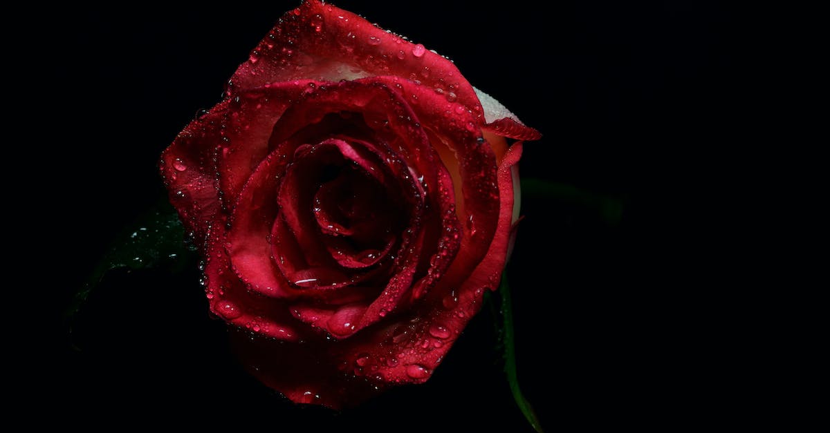 Waluigi - why does he have a red rose? - Red Rose