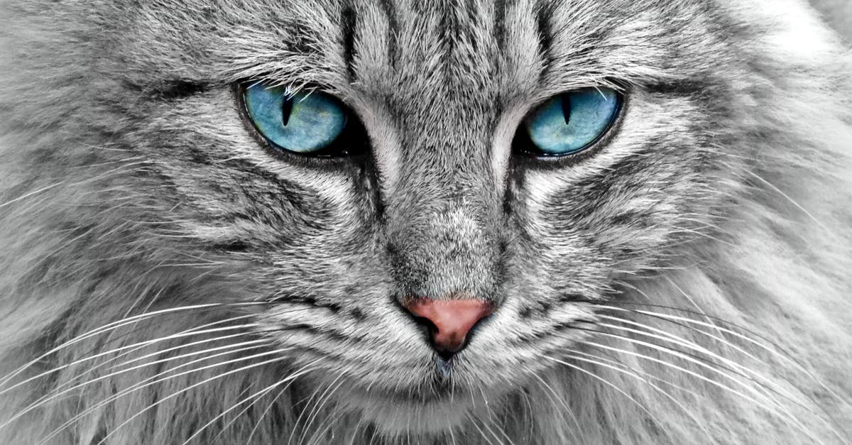 Was SSI's isometric RPG "M" ever released? - Gray Cat Was SSI's isometric RPG "M" ever released? - Gray Cat