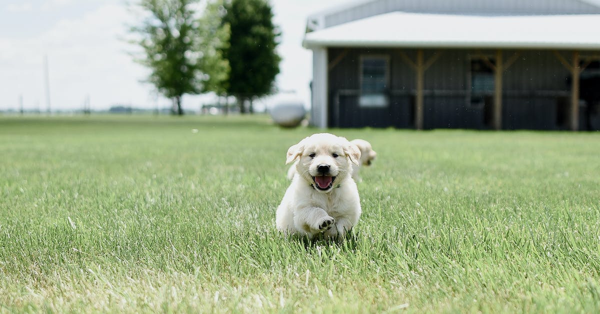 Watch dog starts stuttering and lagging after running for a while - Free stock photo of animal, canine, cute