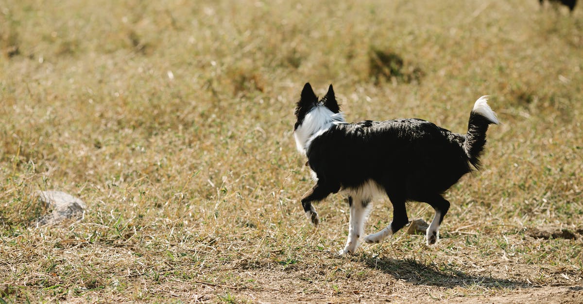 Watch dog starts stuttering and lagging after running for a while - Black and White Border Collie Running on Brown Field
