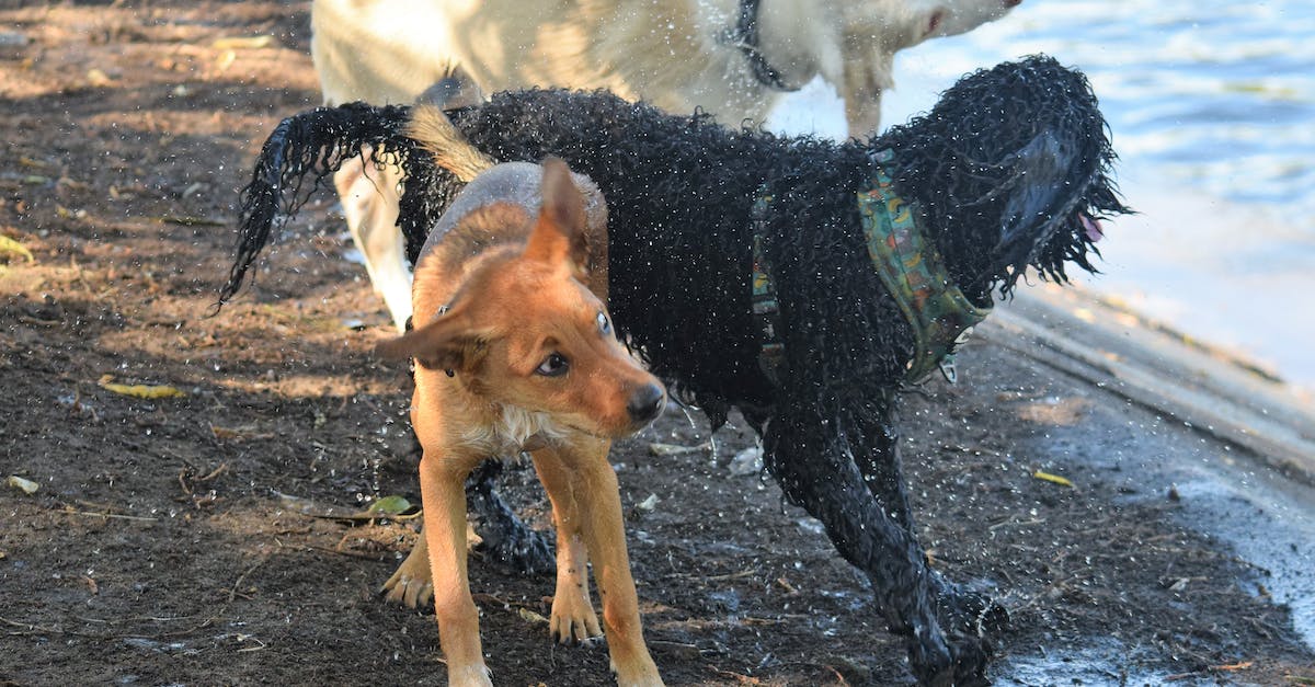 Watch Dogs crashes to desktop after playing for a while - Brown Short Coated Dog Running on Water