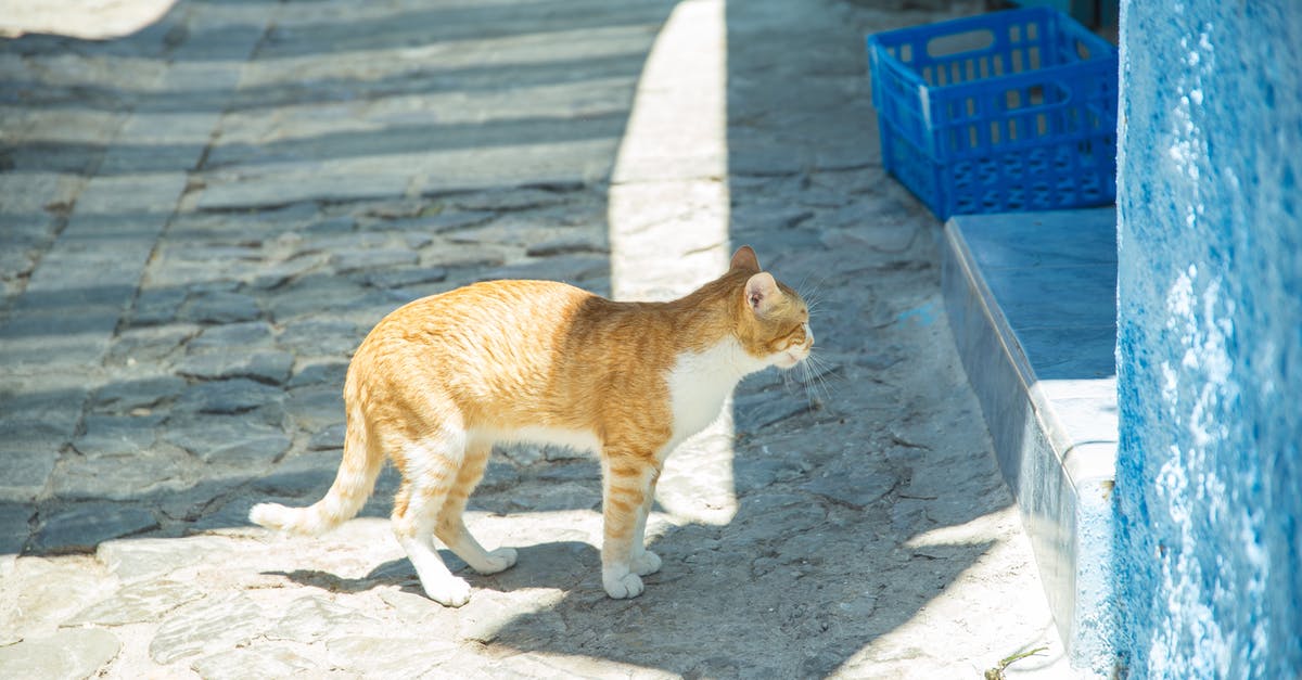 Way of white circlet - Tabby ginger cat with white chest standing near blue wall under sunlight on pavement with shadow in district of old town Way of white circlet - Tabby ginger cat with white chest standing near blue wall under sunlight on pavement with shadow in district of old town