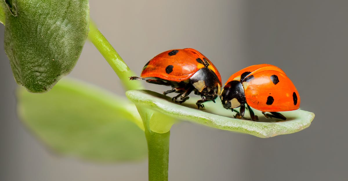 Were are the bugs attacking me from? - 2 Lady Bug on Green Leaf