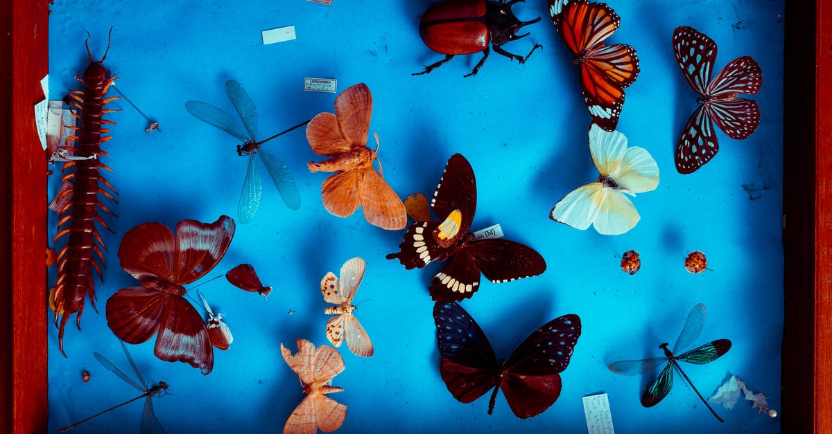 Were are the bugs attacking me from? - Multicolored Butterflies Taxidermy
