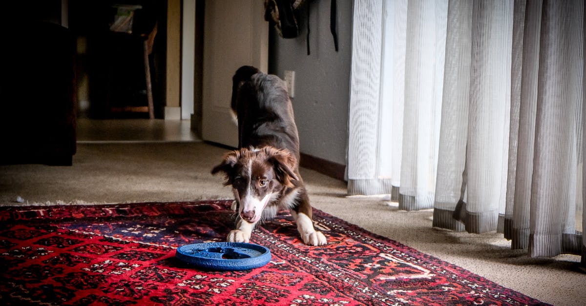 What's best way to improve the gang's safe house in Payday 2? - Black and Brown Short Coated Dog Lying on Red Area Rug What's best way to improve the gang's safe house in Payday 2? - Black and Brown Short Coated Dog Lying on Red Area Rug