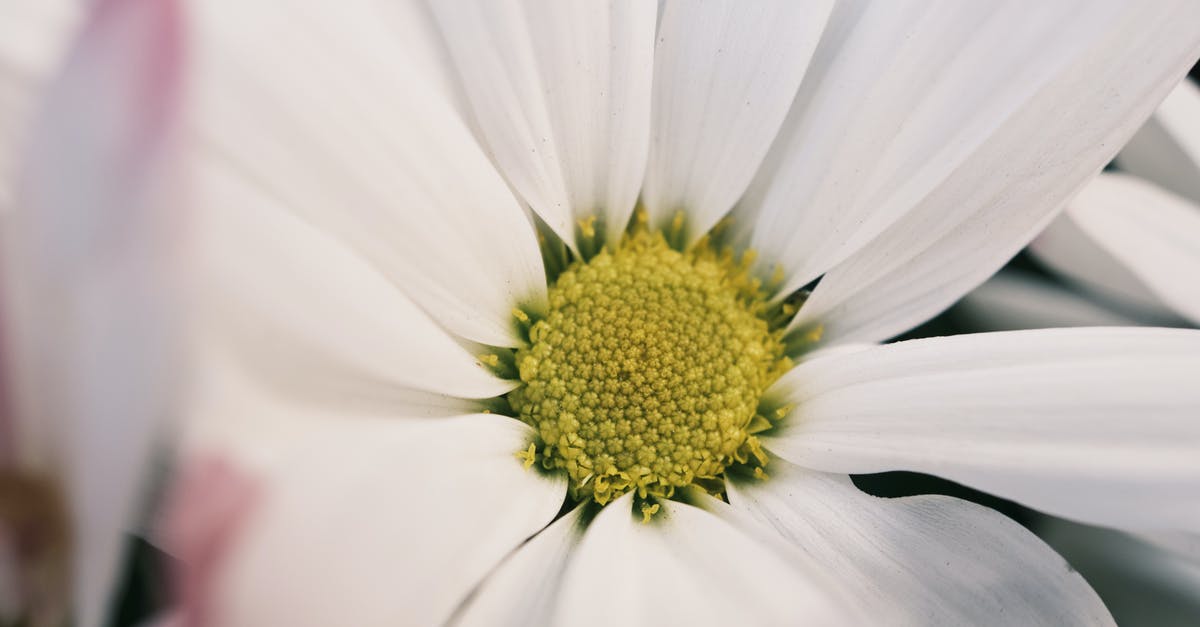 What's that yellow gauge above my life bar? - Closeup daisy flower with white petals
