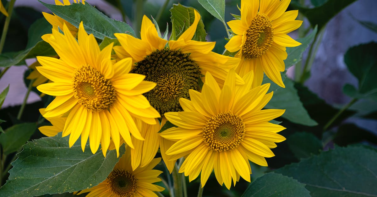 What's that yellow gauge above my life bar? - Closeup of blossoming sunflower with tender petals and green leaves growing in garden in daylight