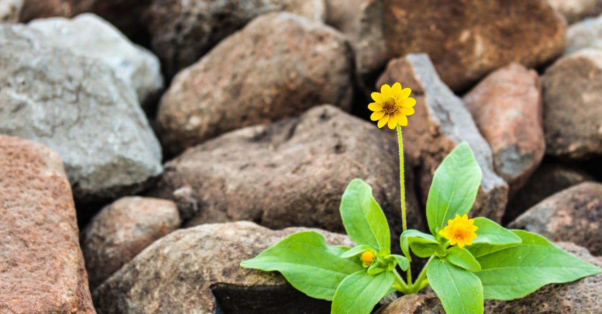 What's that yellow gauge above my life bar? - Two Yellow Flowers Surrounded by Rocks