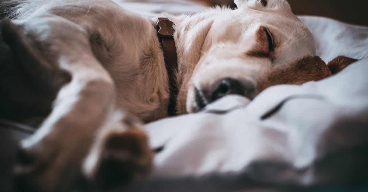 What's the best build for a Ranger in Baldur's Gate 1 EE? [closed] - Close-Up Photo of Sleeping Dog