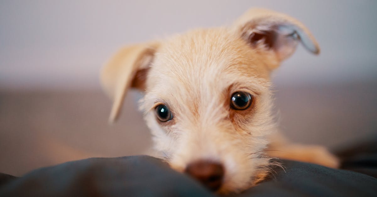 What's the best build for a Ranger in Baldur's Gate 1 EE? [closed] - Shallow Focus Photo of Puppy on Black Cloth