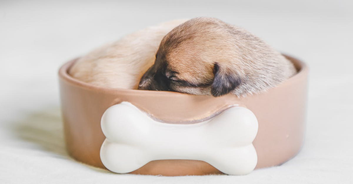 What's the fastest way to make money in Sleeping Dogs? - Puppy Sleeping in a Pet Bowl