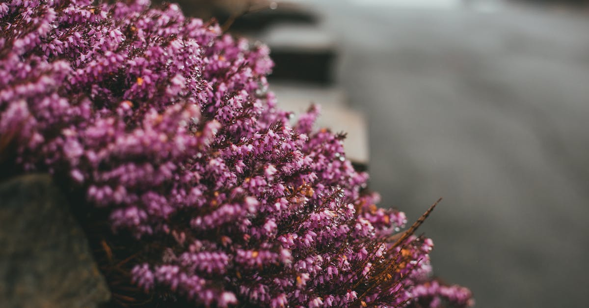 What's the formula for border growth? - Purple flowering Calluna plant hanging from stone border on street with road against blurred background in gloomy weather in city