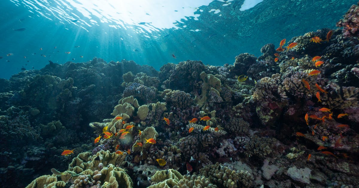 What's the maximum life for mec troopers? - Black and Orange Fish Under Water
