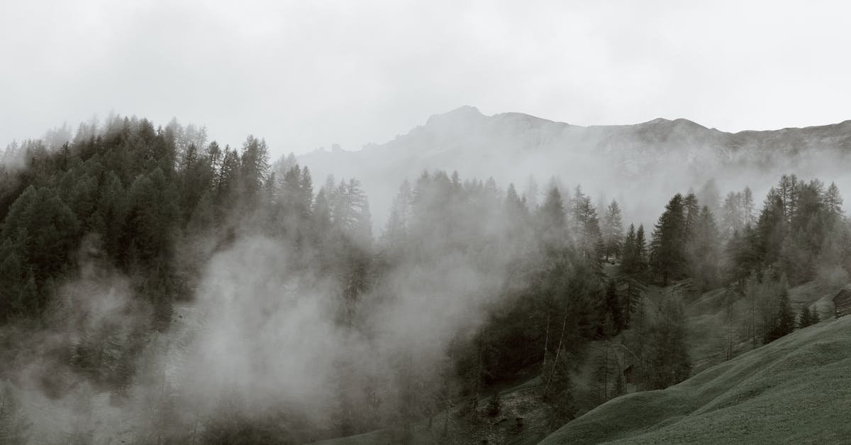 What's the minimum forestal mass required to generate land wildlife? - Grey sky and haze above steep rocks and mountain slope covered with dark green spruces and grass What's the minimum forestal mass required to generate land wildlife? - Grey sky and haze above steep rocks and mountain slope covered with dark green spruces and grass