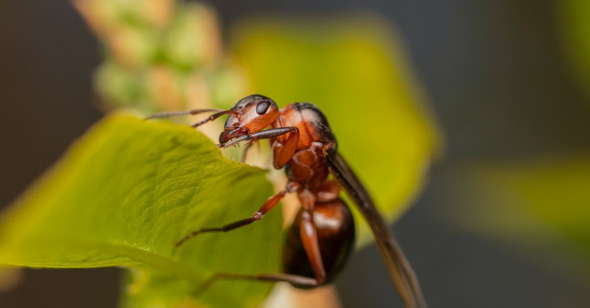What's the minimum invading army to leave in an occupied planet in Stellaris? - Small ant on green plant in wildlife