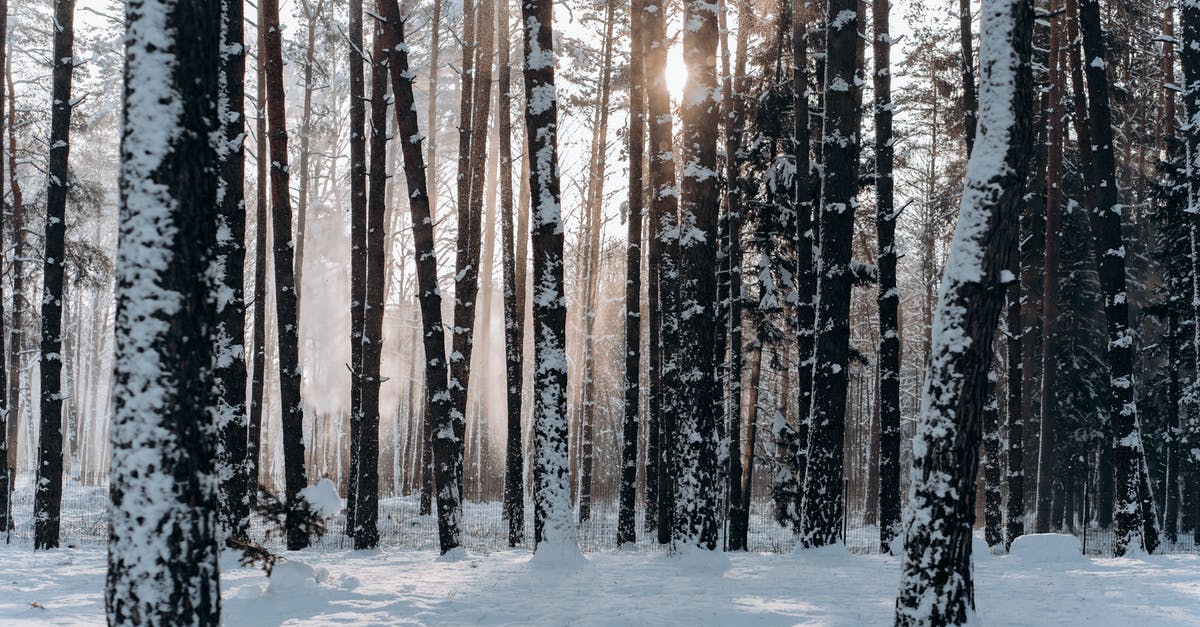 What's the name of the highest level of Cold? - Woods Covered With Snow