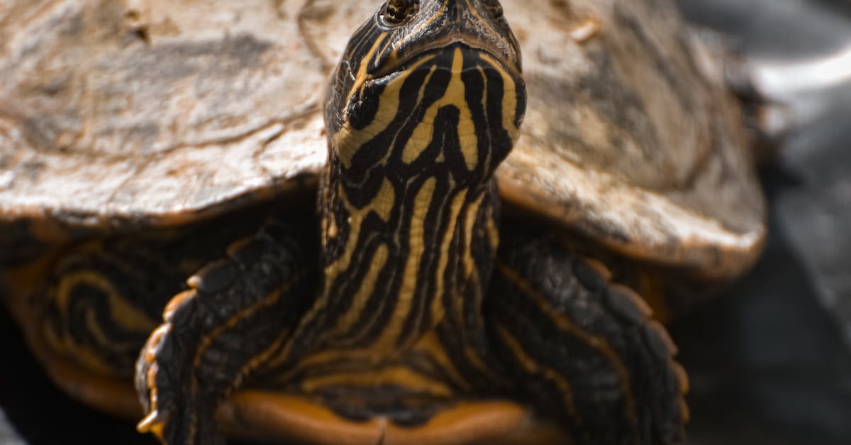 What's the point of slow mode/half speed? - What's the point of slow mode/half speed? -