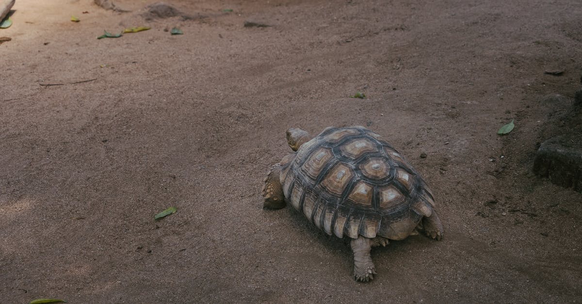 What's the point of slow mode/half speed? - Brown Turtle on Brown Sand What's the point of slow mode/half speed? - Brown Turtle on Brown Sand