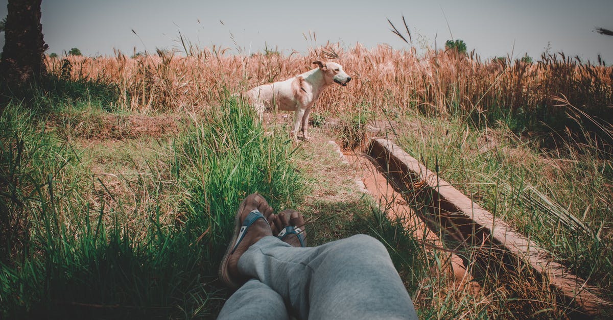 What's the Stunlancer's % odds of inflicting Stun, Disorient, and Unconscious? - Free stock photo of 1855, 1855mm, 70d What's the Stunlancer's % odds of inflicting Stun, Disorient, and Unconscious? - Free stock photo of 1855, 1855mm, 70d