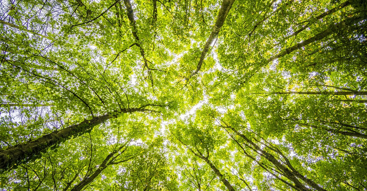 What's the tallest Large Underworld possible? - Worms Eyeview of Green Trees