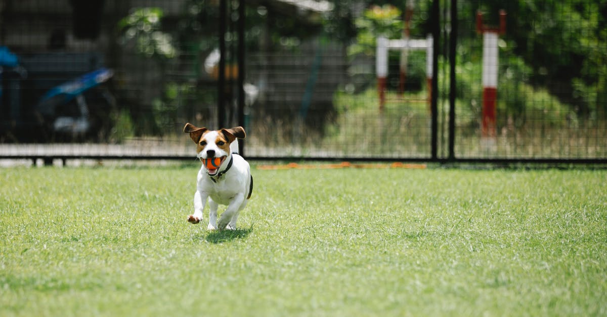 What's the tile distribution in Words With Friends's Fast Play mode? - Fast dog with ball running on lawn in summer What's the tile distribution in Words With Friends's Fast Play mode? - Fast dog with ball running on lawn in summer