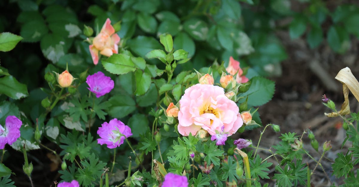 What's up with Sage Yulyana's lifespan? - Pink and Yellow Flowers With Green Leaves