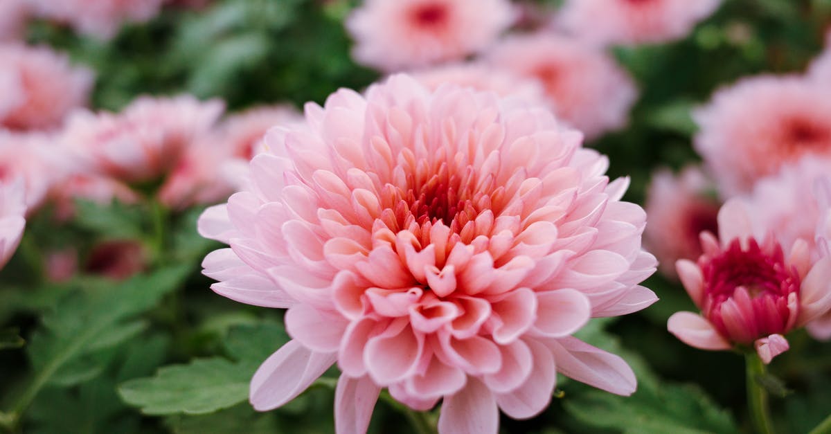 What's up with the pink sausages and onions? - Closeup of fresh gentle pink florist s daisy flower growing in garden on sunny day What's up with the pink sausages and onions? - Closeup of fresh gentle pink florist s daisy flower growing in garden on sunny day