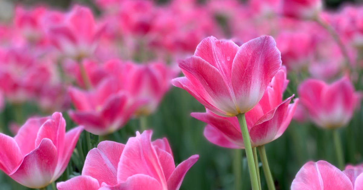 What's up with the pink sausages and onions? - Garden Tulips in Tilt Shift Lens What's up with the pink sausages and onions? - Garden Tulips in Tilt Shift Lens