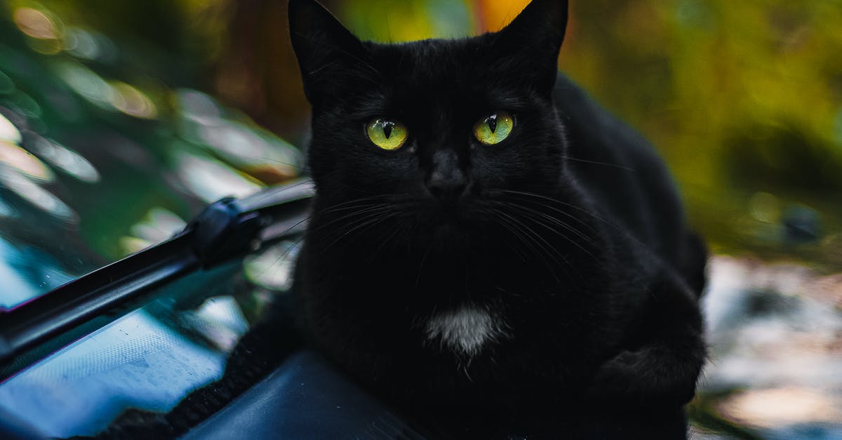 What's up with these Screw Attack looking things on my map? - Close-Up Photo of Black Cat