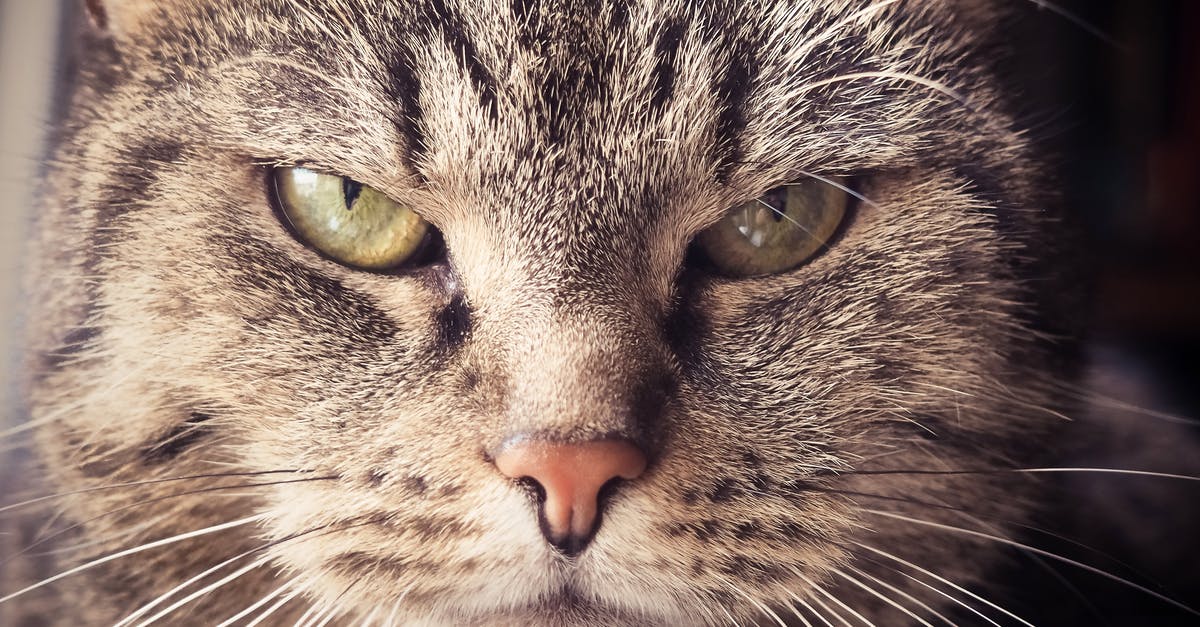 What's up with these Screw Attack looking things on my map? - Selective Focus Photography of Brown Tabby Cat