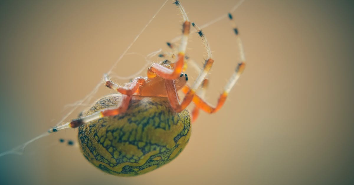 What's with the creepy text? - Close-Up Photo of Spider