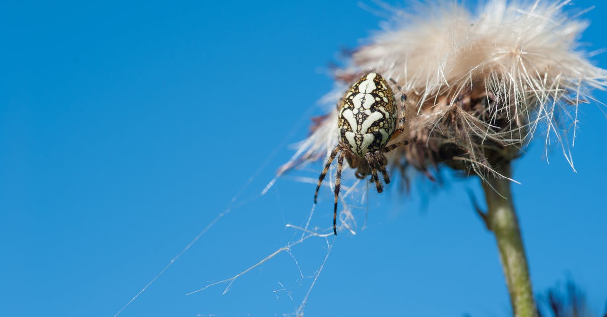 What's with the creepy text? - Macro Photo of White and Brown Barn Spider on White Dandelion