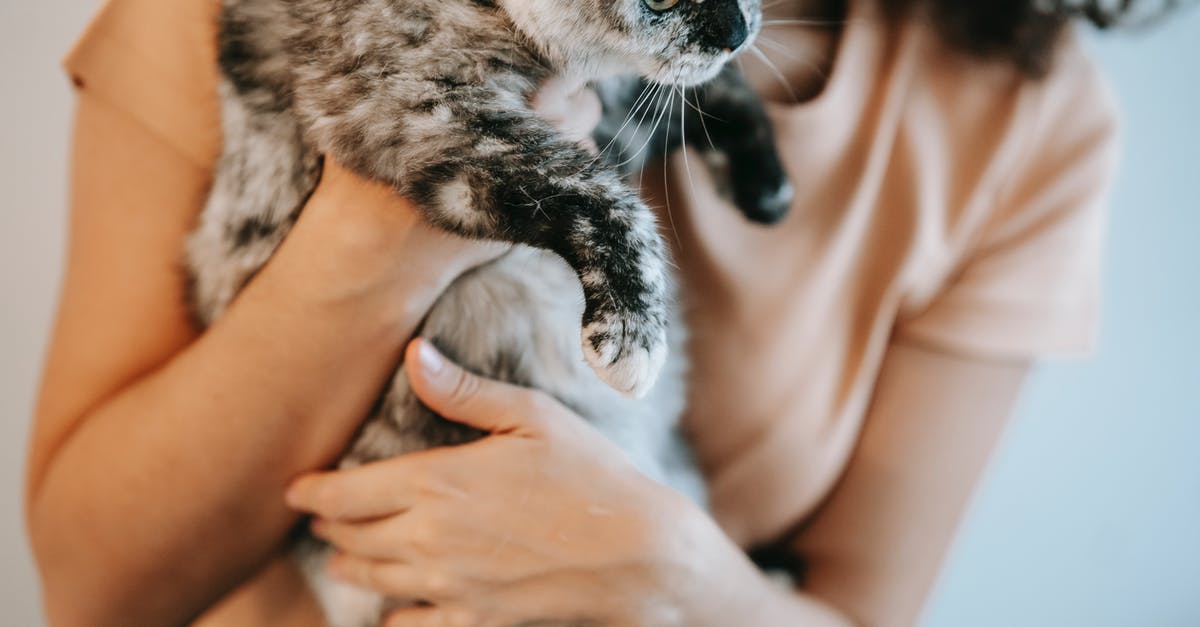 What affects how fast you are spotted by enemies? - Crop woman embracing fluffy cat on white background