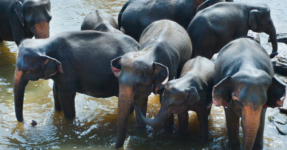 What affects Zoo Upkeep Cost? - Group of Elephant Drinking Water