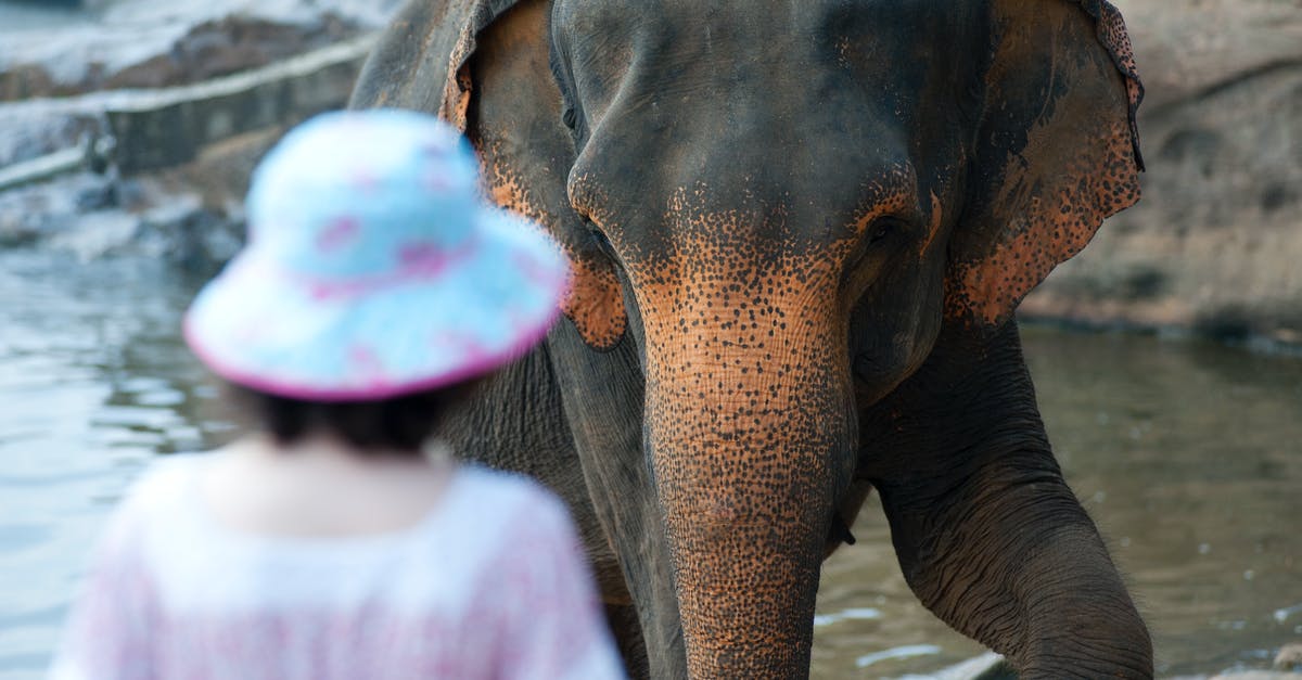 What affects Zoo Upkeep Cost? - Woman Standing in Front of Black Elephant