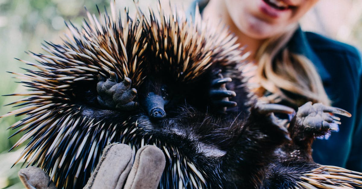 What affects Zoo Upkeep Cost? - Person in Black and Brown Hair
