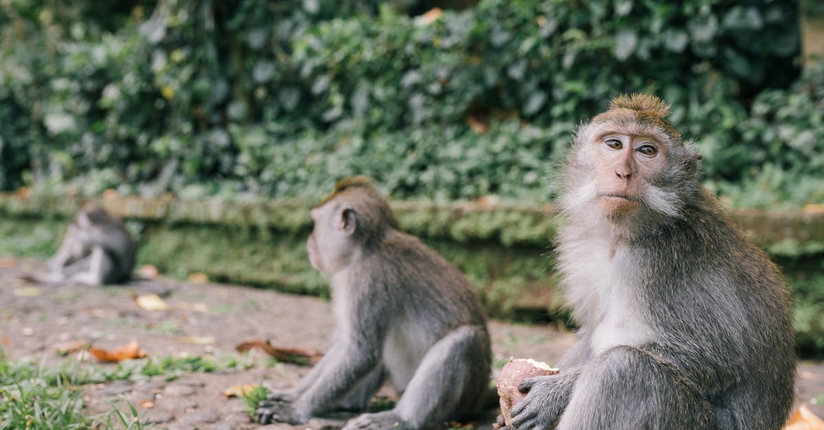 What affects Zoo Upkeep Cost? - Brown Monkey Sitting on Ground