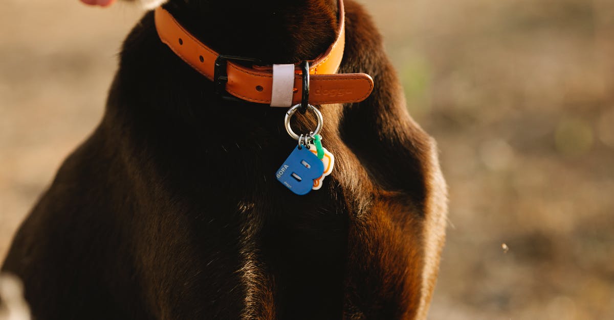 What are dog tag + bow + no kill servers? - Purebred dog in collar with letter in sunlight