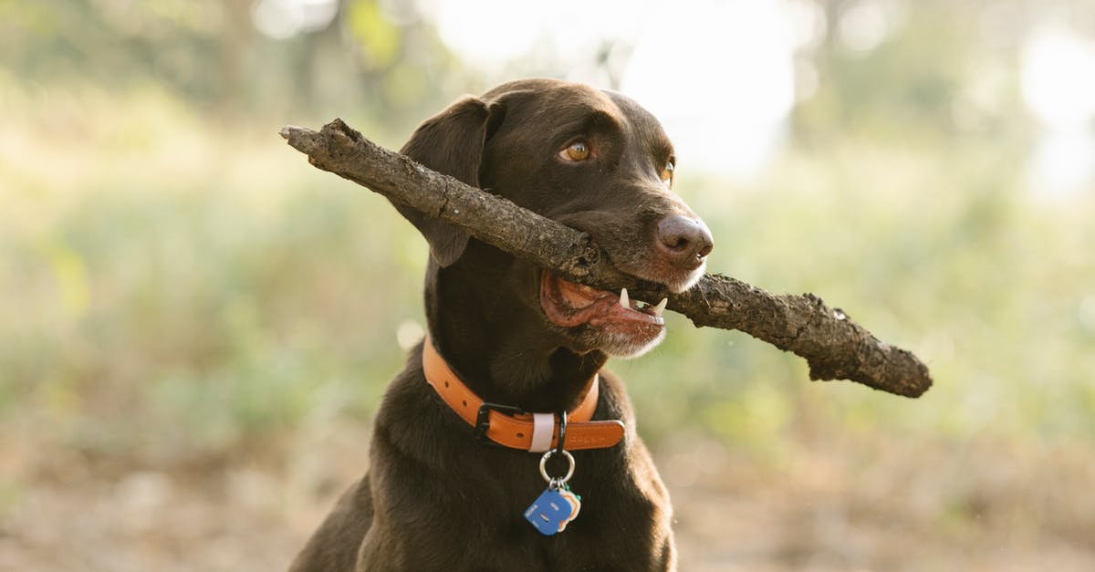 What are dog tag + bow + no kill servers? - Labrador Retriever in collar with tag and twig looking away in sunlight on blurred background