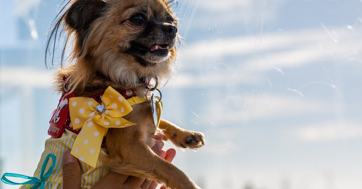 What are dog tag + bow + no kill servers? - Person Holding Adult Brown Chihuahua