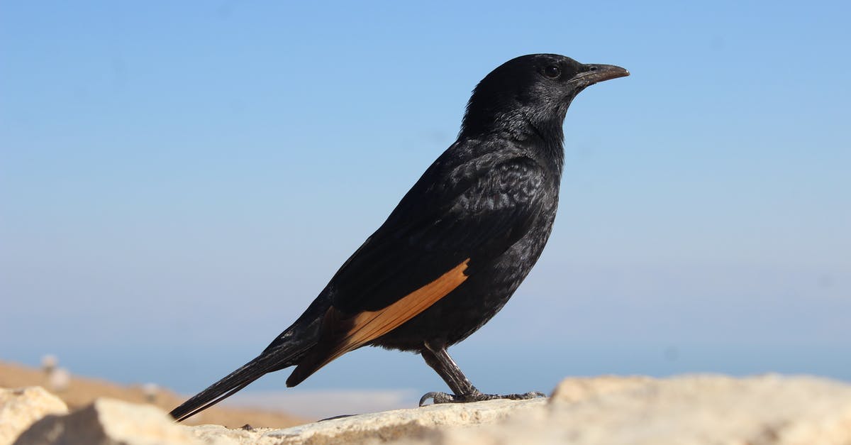What are Red's Pokemon's Awakening Values (AVs)? - Cuervo en Masada National Park, Israel What are Red's Pokemon's Awakening Values (AVs)? - Cuervo en Masada National Park, Israel