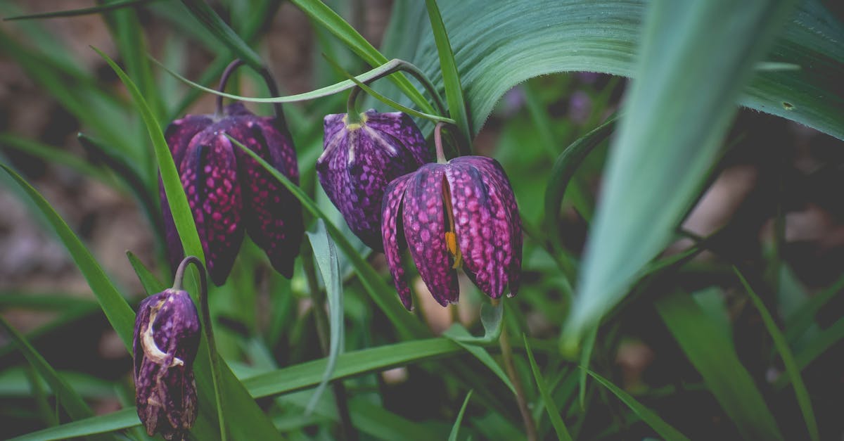What are Red's Pokemon's Awakening Values (AVs)? - Free stock photo of blur, bright, delicate What are Red's Pokemon's Awakening Values (AVs)? - Free stock photo of blur, bright, delicate