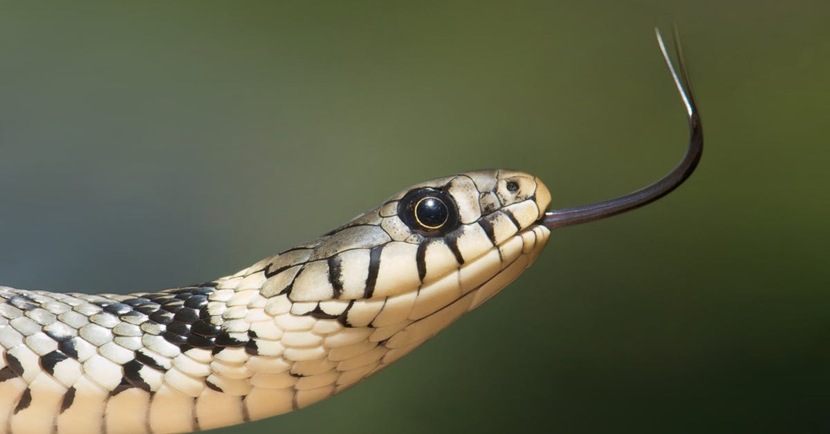 What are some strategies for beating the Snake (MGS1) Alternative/VR Missions? [closed] - White and Black Snake on Close Up Photography