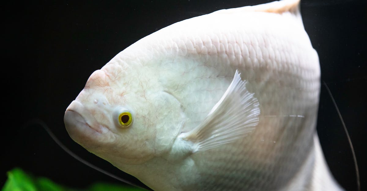 What are some tips on killing the giant fish boss, "Del Lago"? - White Giant Gourami Fish in Water What are some tips on killing the giant fish boss, "Del Lago"? - White Giant Gourami Fish in Water