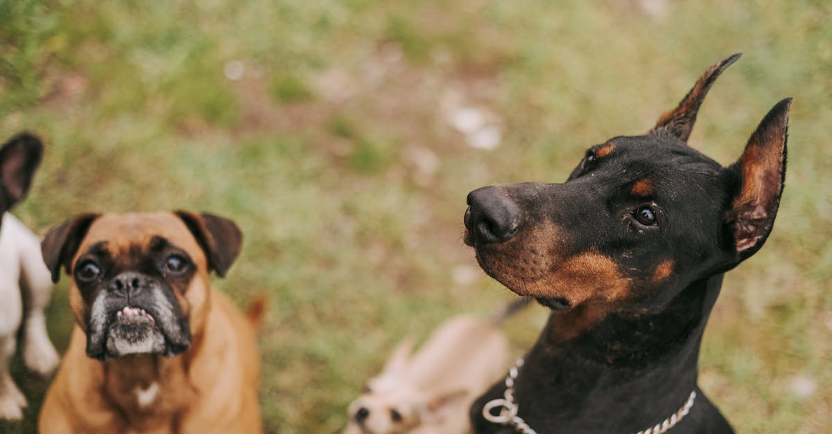 What are the benefits of making animals friendly? - Brown and Black Short Coated Dog on Green Grass Field