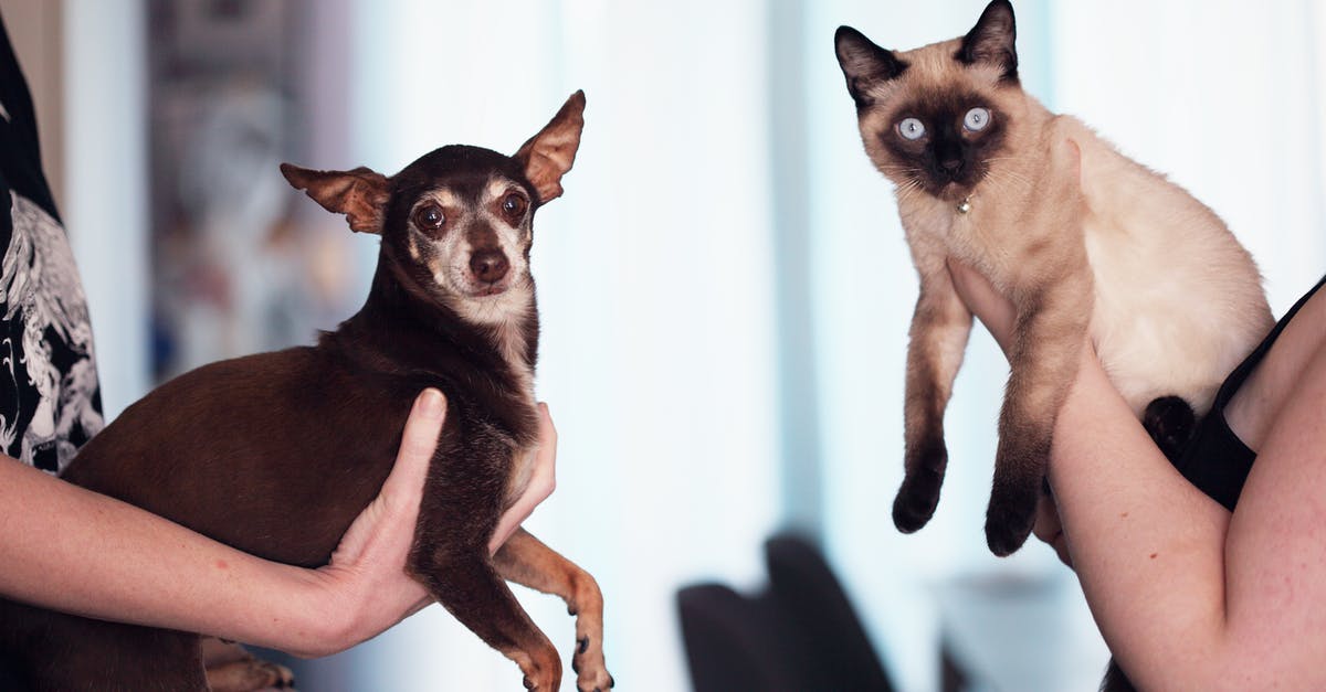 What are the benefits of making animals friendly? - Photo of People Holding Siamese Cat and Chihuahua What are the benefits of making animals friendly? - Photo of People Holding Siamese Cat and Chihuahua