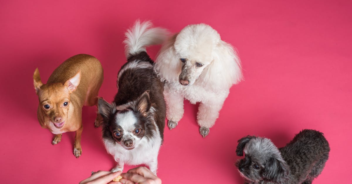 What are the benefits of making animals friendly? - Four Dogs on Pink Background What are the benefits of making animals friendly? - Four Dogs on Pink Background