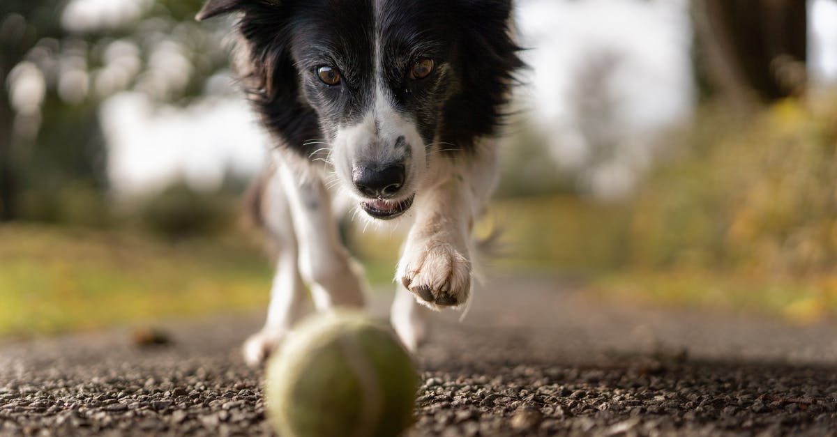 What are the best strategies to playing Touchdown Mode in Clash Royale? - Tilt Shot Photo of Dog Chasing the Ball 